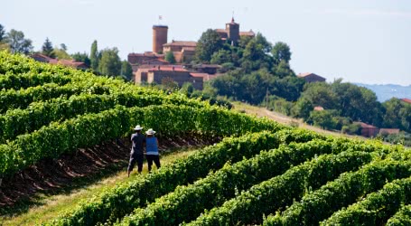 Photo d'un vignoble du Beaujolais, autour d'Oingt (69)