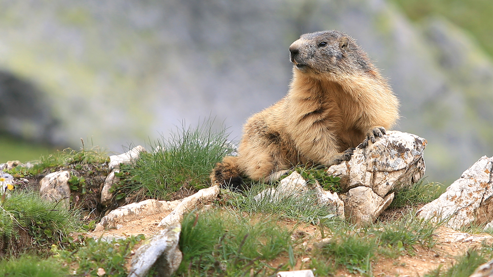 Sortie Marmottes