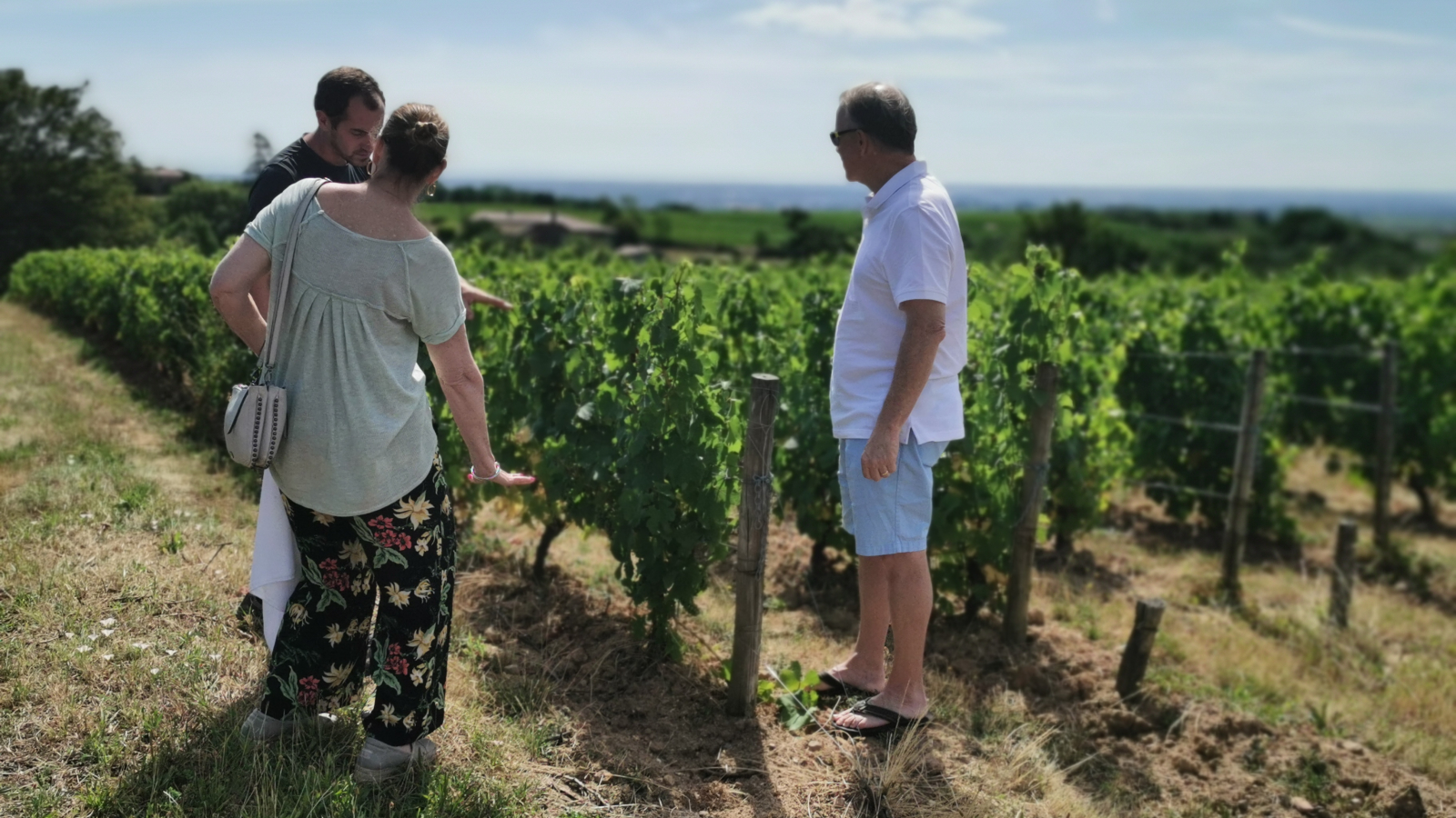 RHONE TRIP - Vignes Beaujolais