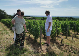 RHONE TRIP - Vignes Beaujolais