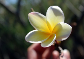 Fleur de tiaré ©pixabay