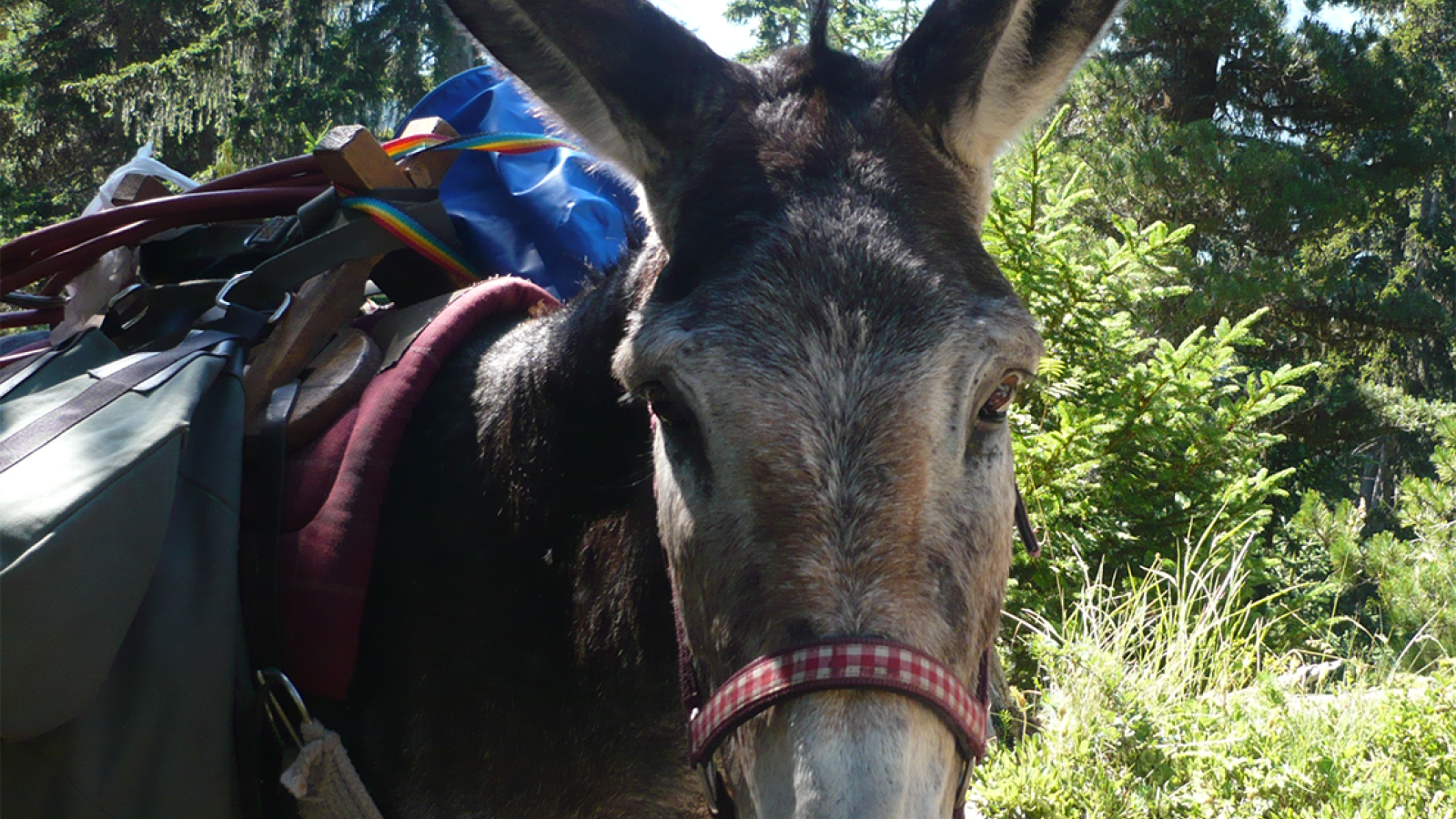 Donkey hire with Anes et Randonnées in Aussois