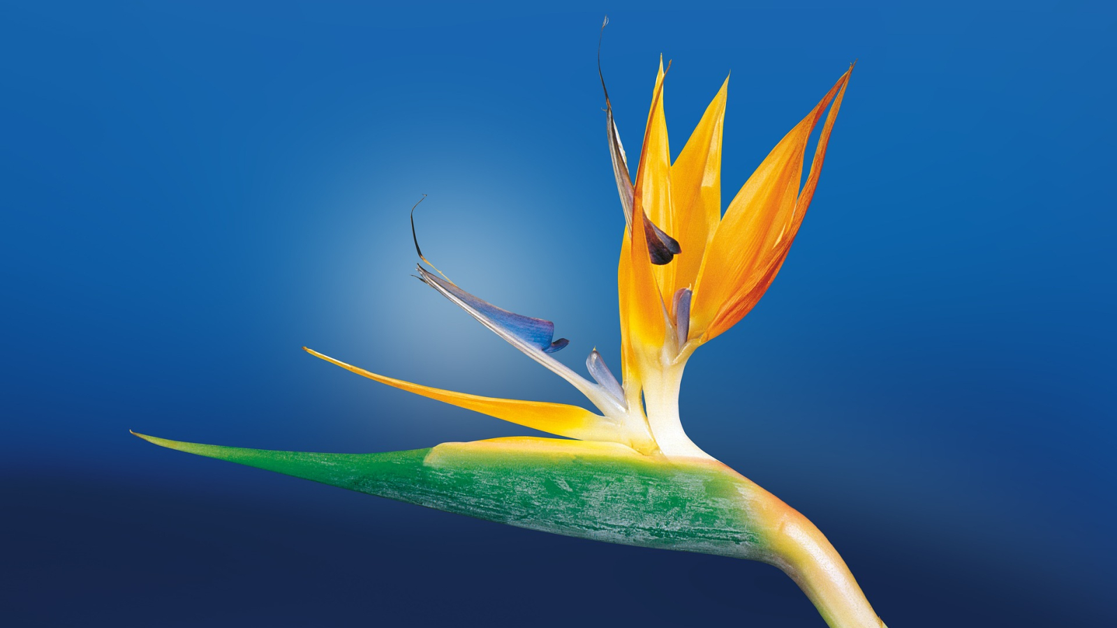 oiseau de paradis, fleur ©pixabay