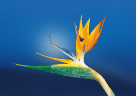oiseau de paradis, fleur ©pixabay