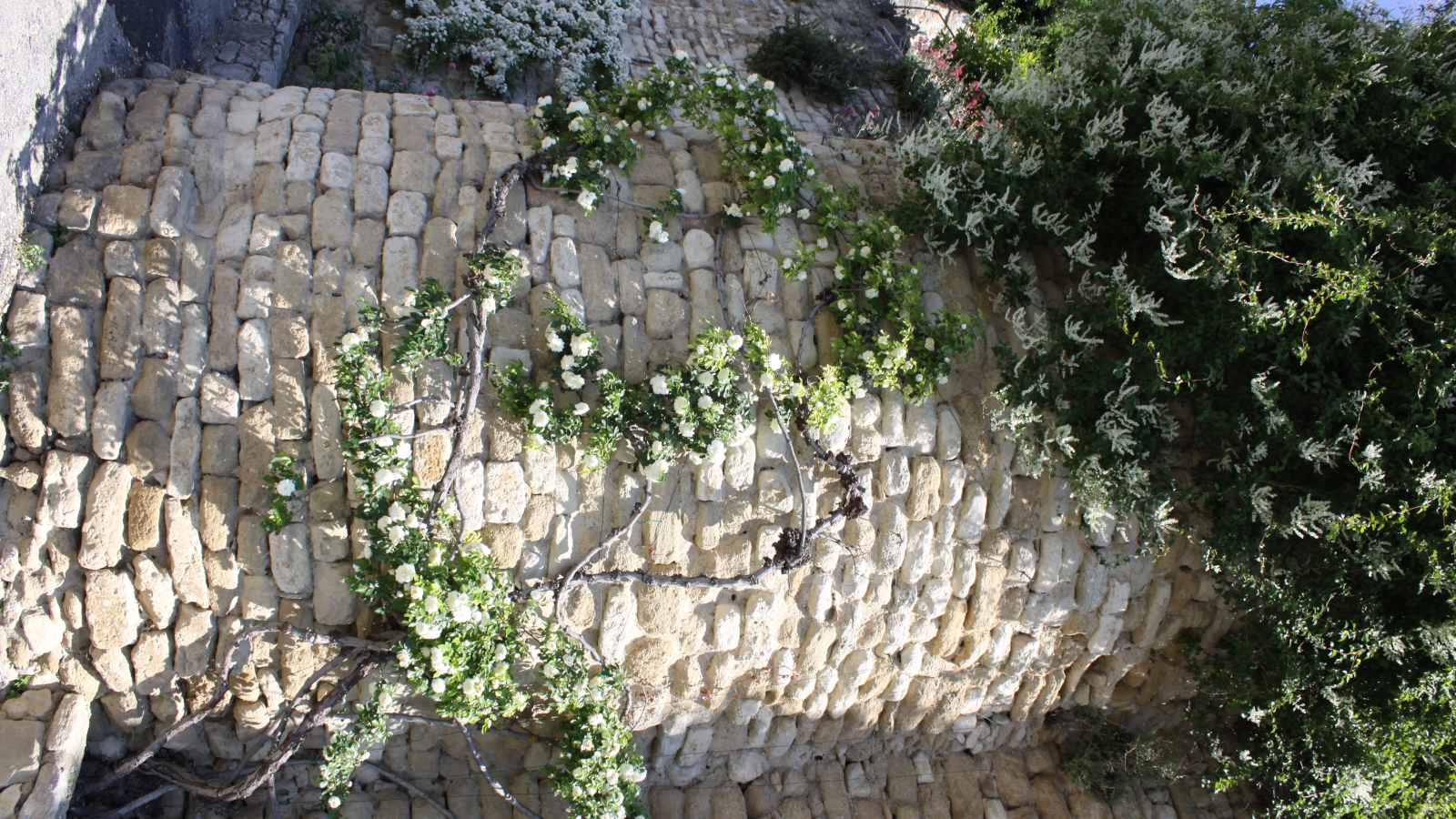 Roses anciennes - Grignan