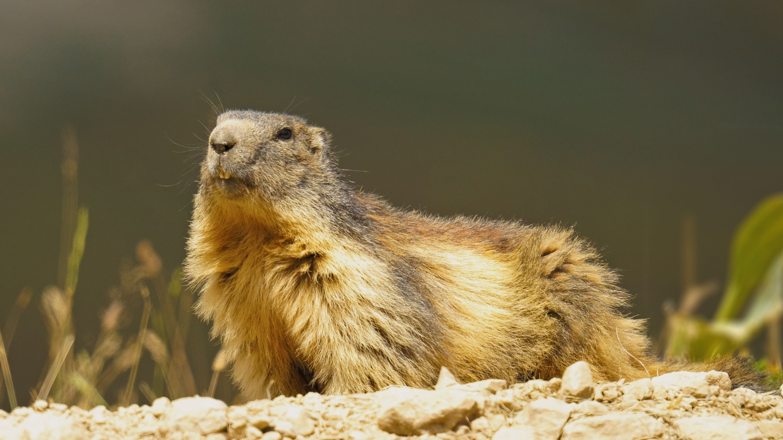 Découvrez la vie des marmottes