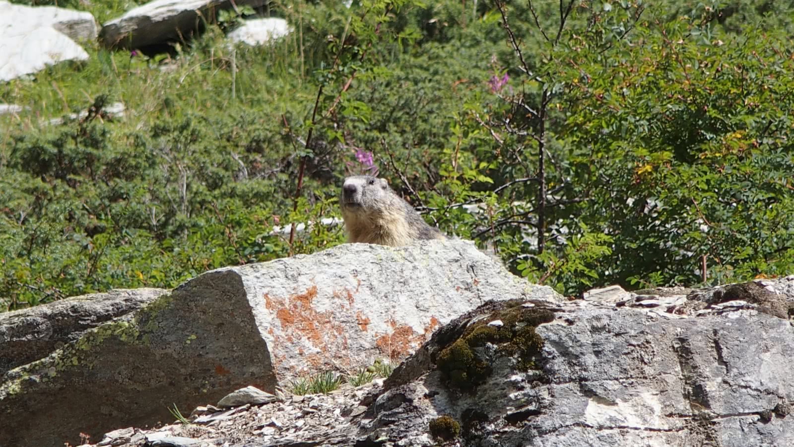 Marmotte à La Toussuire
