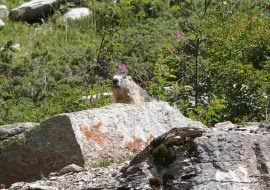 Marmotte à La Toussuire