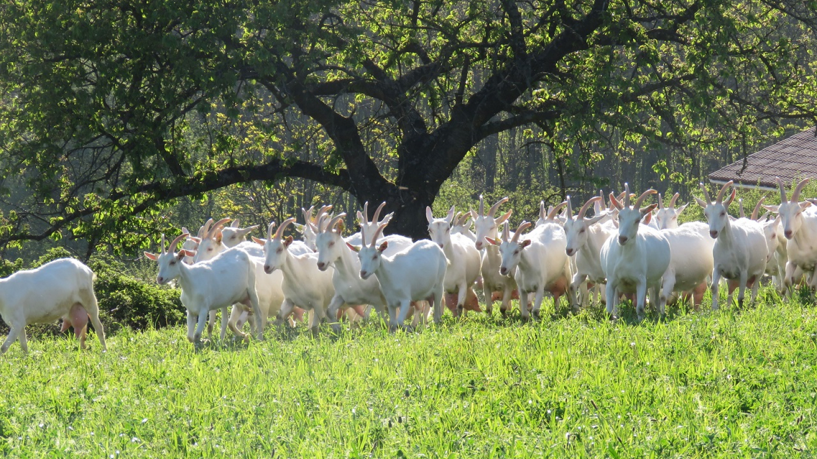 Gîte des Pampilles - Les Haies (Rhône, Pilat, proximité de Vienne et Condrieu) : troupeau de chèvres.