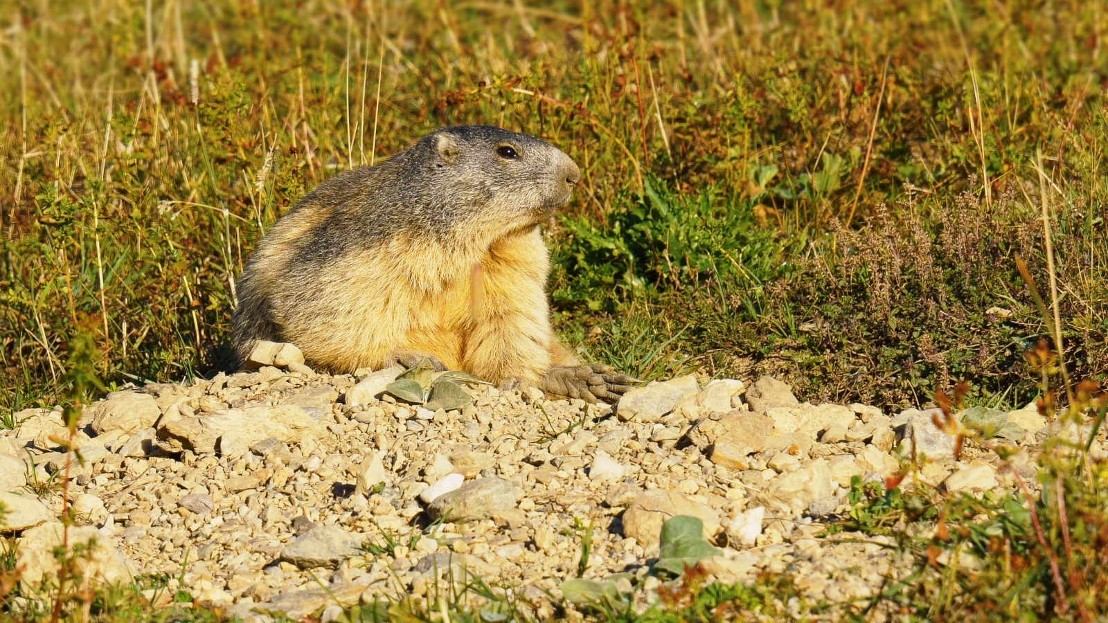 Les marmottes du Parc national de la Vanoise