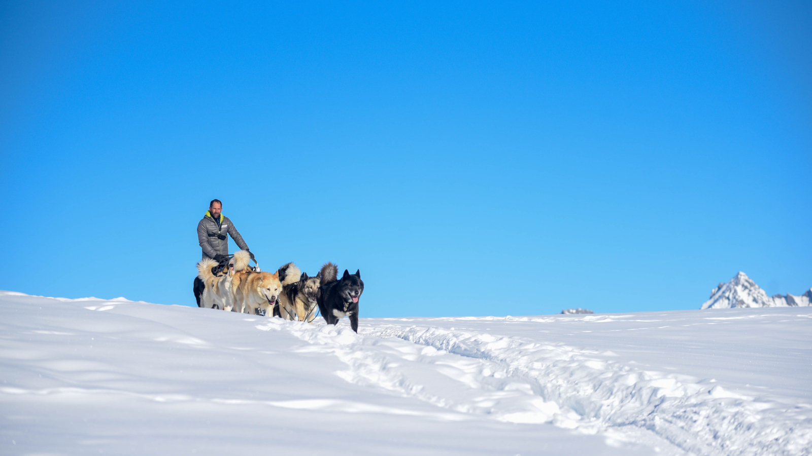 Sled dogs, winter ride