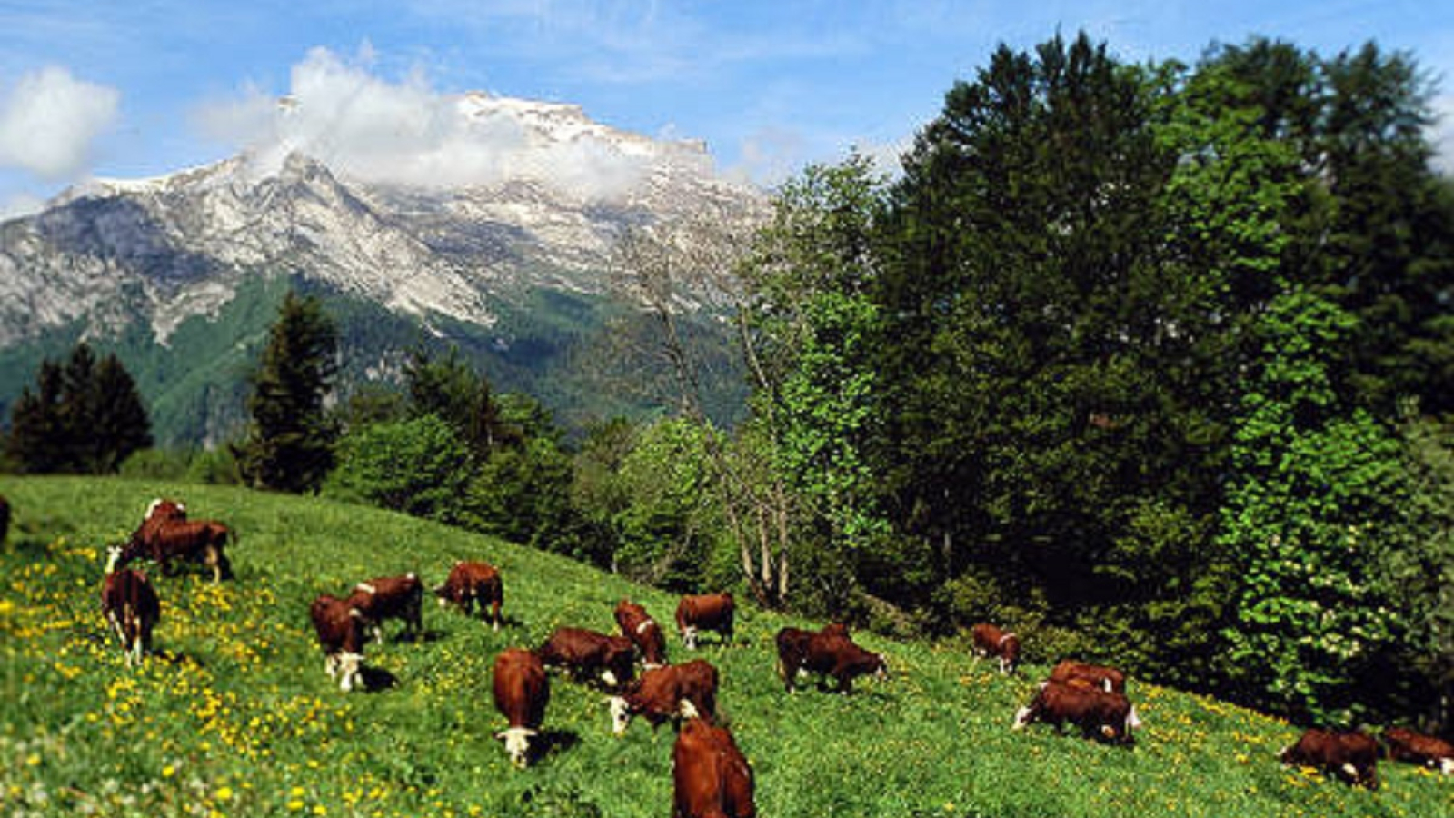 Troupeau de vaches au pied de La Tournette