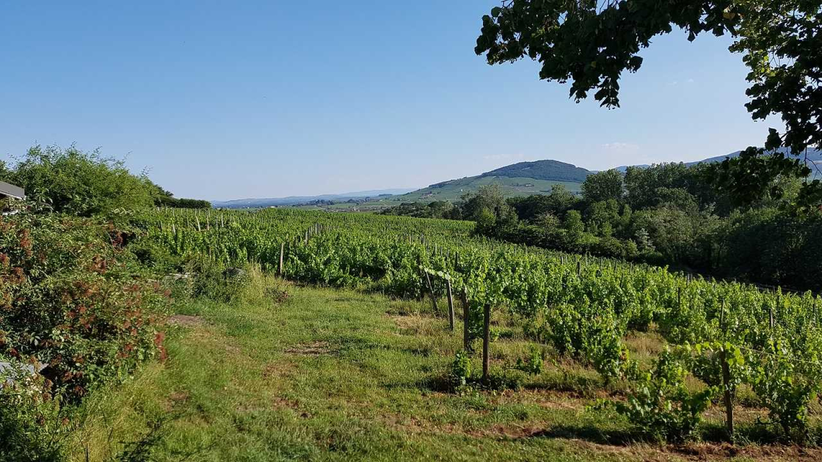 Chambres d'Hôtes 'Domaine aux 4 Temps' à Villié-Morgon (Rhône-Beaujolais) : en plein coeur des vignes.