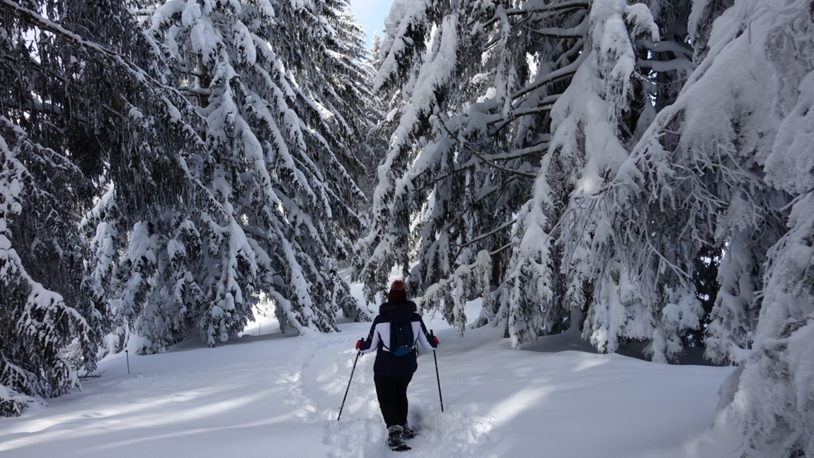 Hiker among snow-covered fir trees