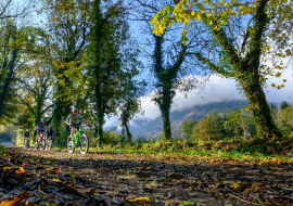 Mountain bike riders among trees and leaves