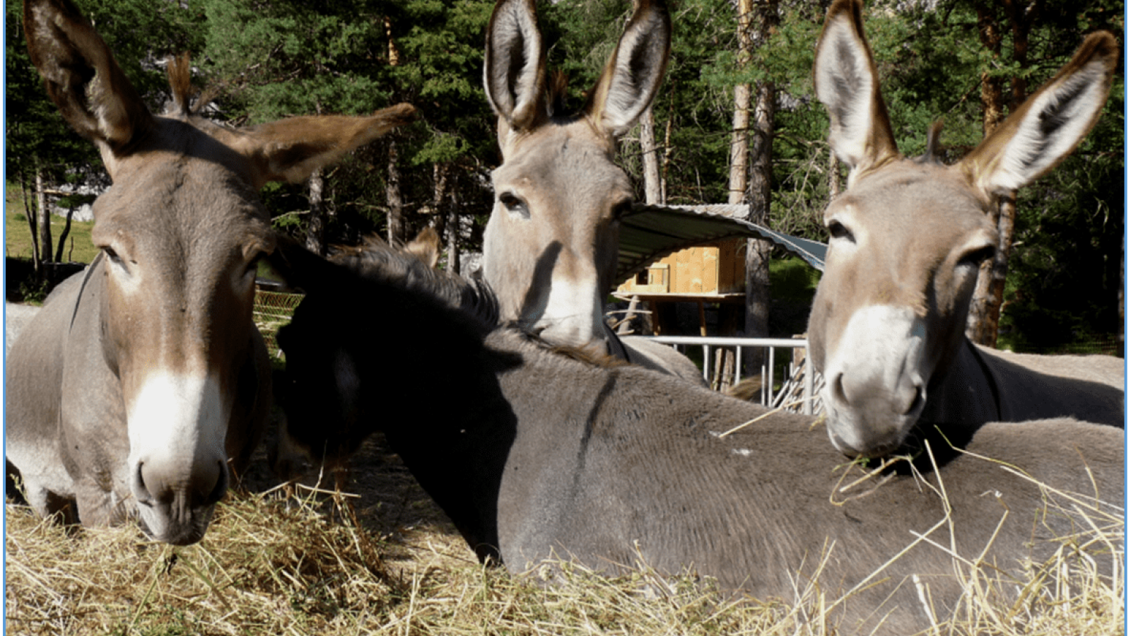 Summer walks in Aussois with donkeys