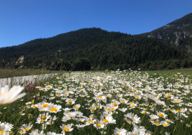 Daisy field in Haute Maurienne Vanoise