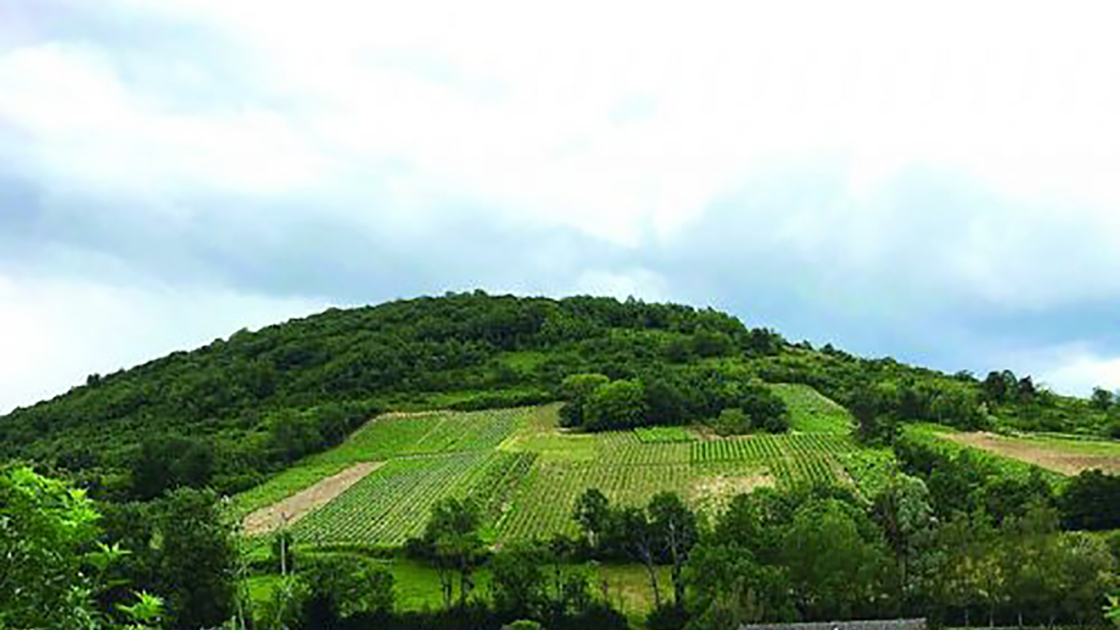 Vignoble de Gravelles, Saint Martin du Mont, Revermont