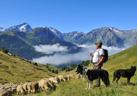 Moutons au Col de Cluy