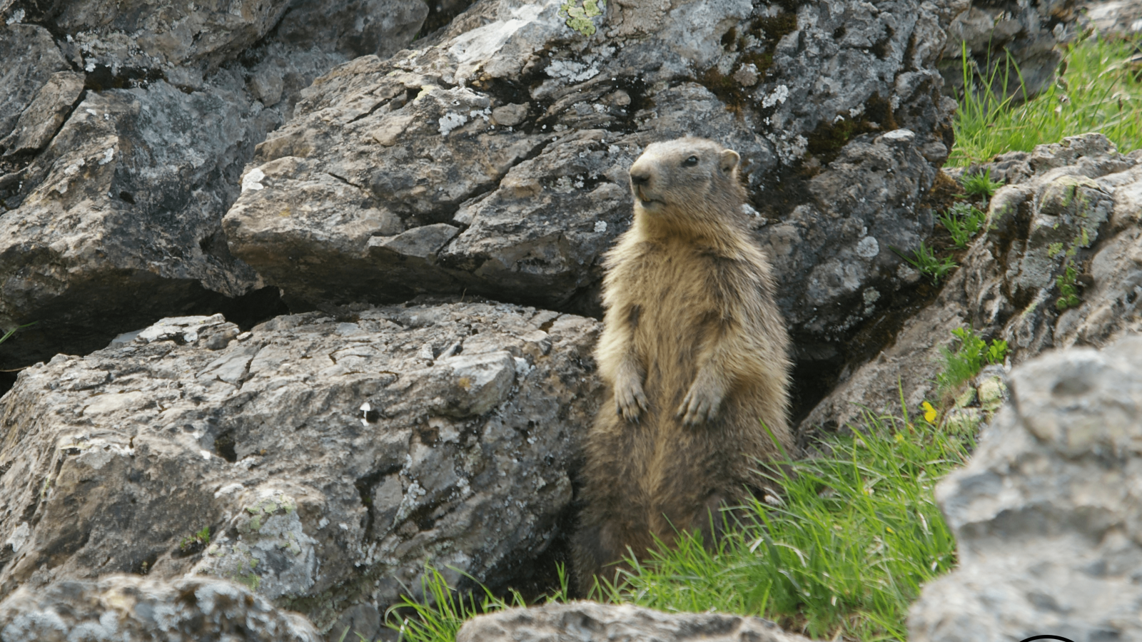 Marmotte dans le Pierret