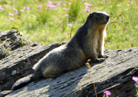 Marmottes randonnée familiale
