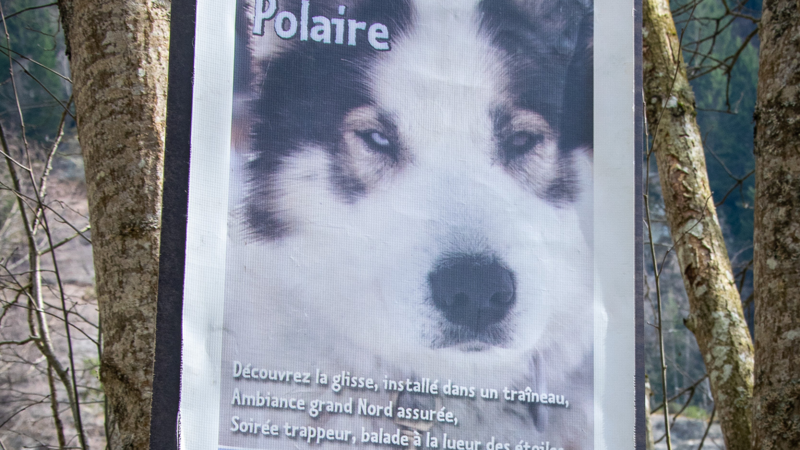 Visite du parc du chien polaire