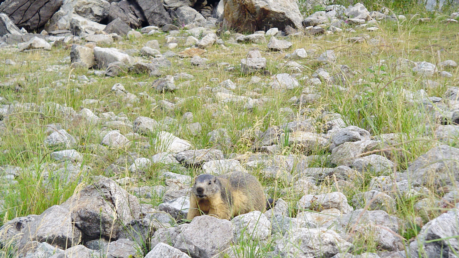 Marmotte au Lauvitel