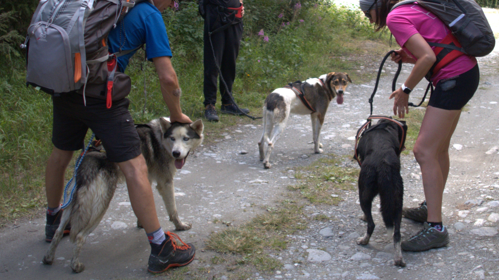 Cani-hike with Husky Adventure in Aussois