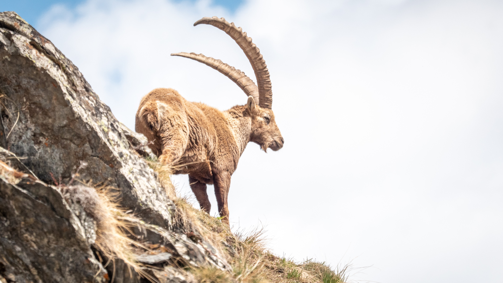 Ibex in Haute Maurienne Vanoise