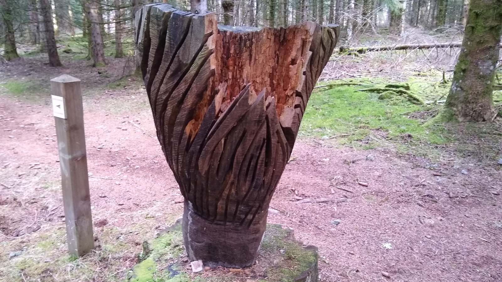 Morille sculpté en bois