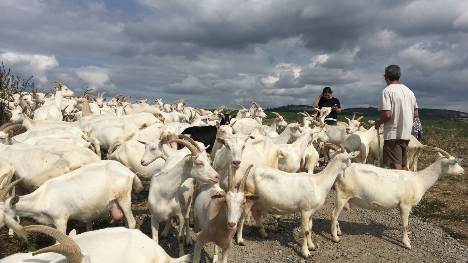 RHONE TRIP - Vallée du Rhône, chèvres